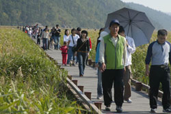 Visitors walk along the field of reeds in Suncheon Bay. (Photo: Yonhap news)