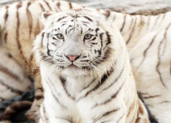 White tiger at Ever Land Amusement Park